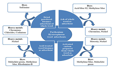 Parthenium hysterophorus: Novel adsorbent for the removal of heavy metals and dyes 