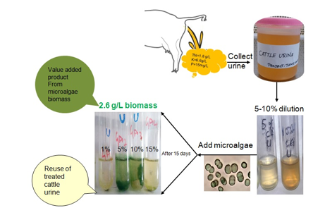 Feasibility of cattle urine as nutrient medium for the microalgal biomass production 