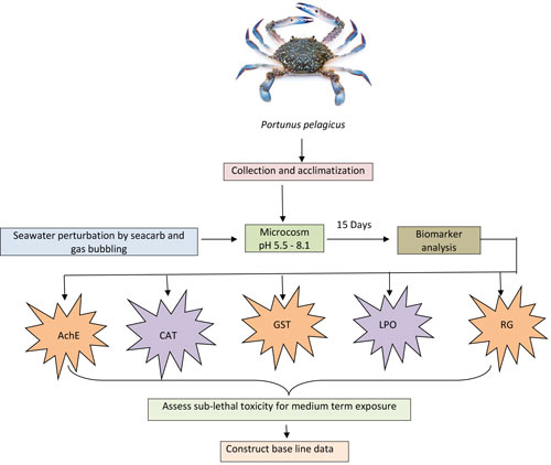 Biomarker response of climate change-induced ocean acidification and hypercapnia studies on brachyurian crab Portunus pelagicus 