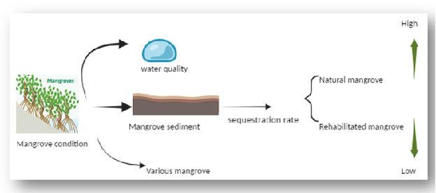 Carbon sequestration rate in sediment mangroves from natural and rehabilitated mangroves 