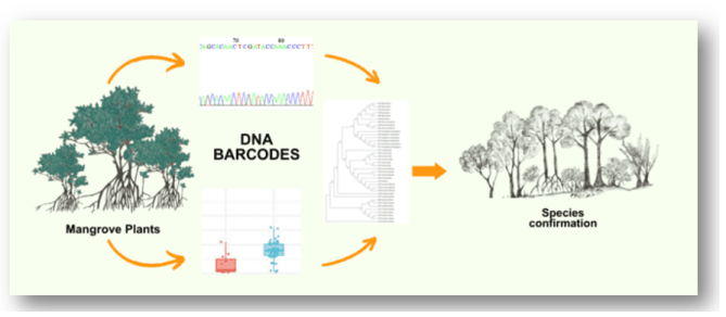 Mangrove plants using deoxyribonucleic acid barcodes for enhancing biodiversity and conservation 