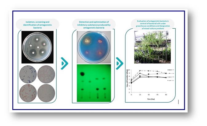 Biological control of bacterial wilt in pathumma; Curcuma alismatifolia 