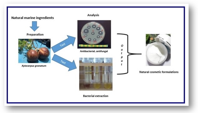 The antibacterial and antifungal potential of marine natural ingredients from the symbiont bacteria of mangrove 